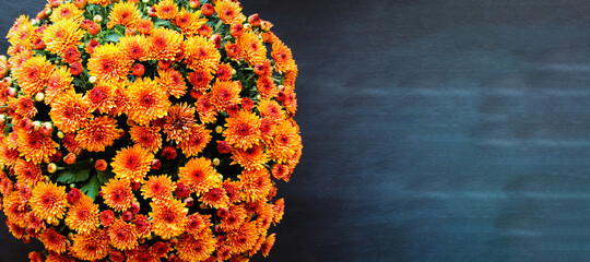 Large potted orange Chrysanthemums over a black background with room for text. Image shot from top view.  - obrazy, fototapety, plakaty