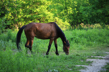 Naklejka premium Brown horse grazes on a green lawn on a summer day