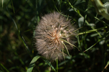 big dandelion closeup in summer in the grass