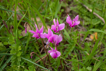 Violette flowers, on the lawn in the garden