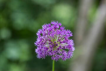 Flower ball of an ornamental garlic plant