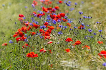 Poppies and cornflowers in a wheat field