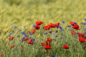 Flowering corn poppy in a ripening wheat field