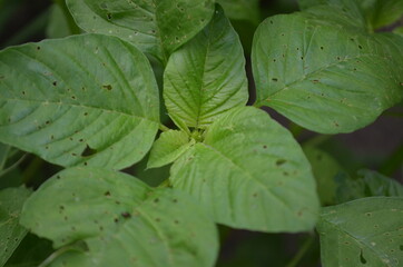 Close-up of young spinach leaves