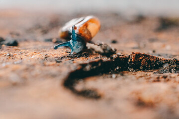 ant on a rock