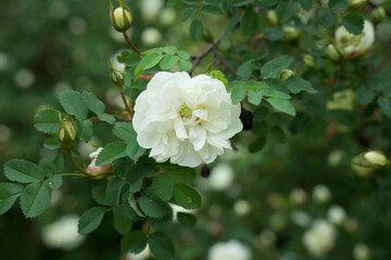 Obraz na płótnie Canvas huge white rosehip flowers on green branches