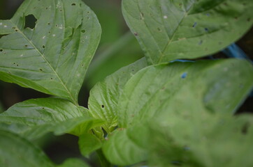 Close-up of young spinach leaves