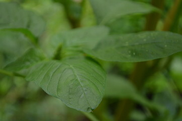 Close-up of young spinach leaves