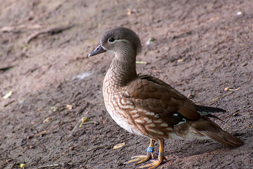 mandarynka © Henryk Olszewski