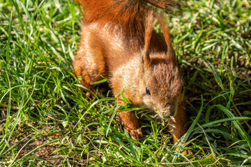 wiewiórka  © Henryk Olszewski