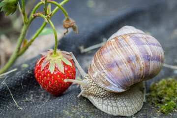 Snail eats strawberry, Pests in the garden,  Protect your crops