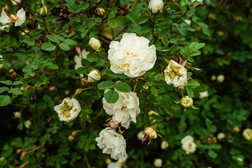 huge white rosehip flowers on green branches