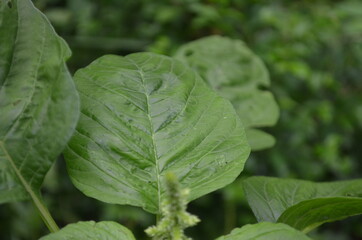 Close-up of young spinach leaves