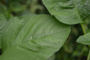 Close-up of young spinach leaves