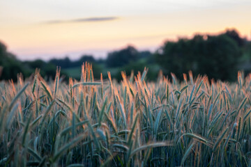 Weizen im Abendlicht