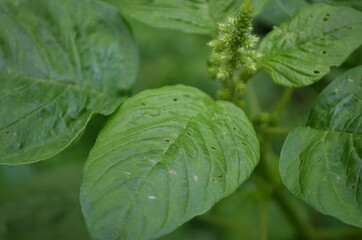 Close-up of young spinach leaves