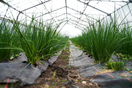 Rows of chives growing in a greenhouse
