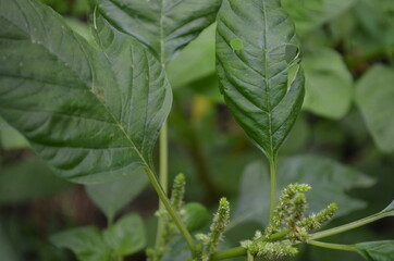Close-up of young spinach leaves