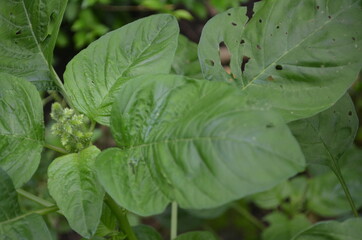 Close-up of young spinach leaves
