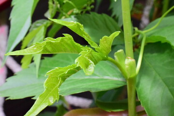 close up of green leaves of a plant