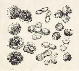 Vintage collection of hand drawn nuts, walnuts, peanuts and hazelnuts