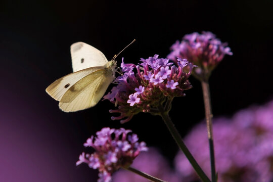 Large white (Pieris brassicae) perching on purple blooming wildflowers