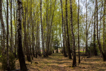 Piękny słoneczny dzień w Dolinie Górnej Narwi, Podlasie, Polska © podlaski49