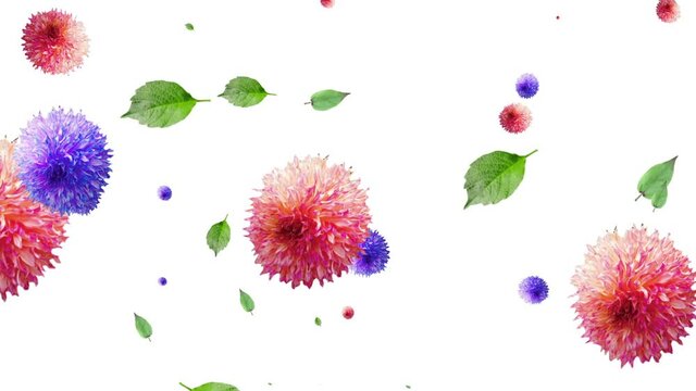 generated animation of flowers and leaves on a white background. resize. Fall from the top. Decorative postcard. screen saver. background. natural. festive. Fashionable. Beautiful. motion design