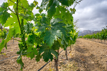 Fototapeta na wymiar Young vineyard