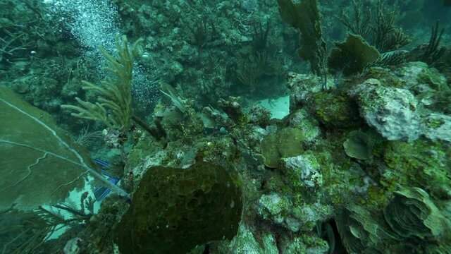 Slow motion of scuba diver photographing amidst rocks in deep sea, plants and corals in ocean - Belize City, Belize