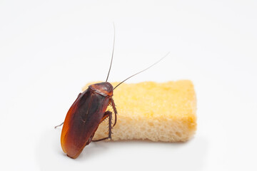 Cockroaches on a white background, carrier disease, hygiene, pest control