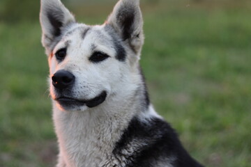 alaskan malamute dog