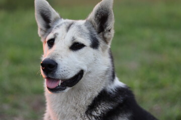 Naklejka premium siberian husky dog