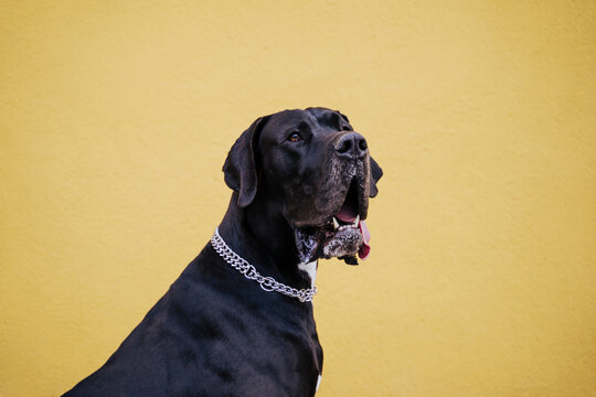 Portrait of black dog against yellow wall