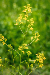Brassica rapa on natural background.