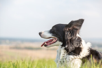  Portrait of a black and white border collie dog in profile lying on a meadow on a sunny day. Horizontal orientation. Space for text.