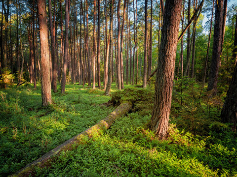 Poland, Pomerania, Leba, Forest at Slowinski National Park