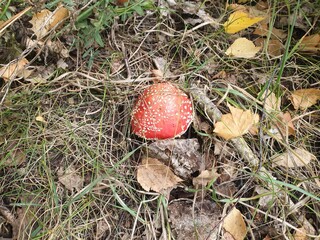 fly agaric mushroom