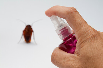 Hand spraying pesticide on a cockroach ,Control cockroaches by using chemical sprays.