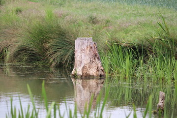 Reflections of wooden tree stump on water 
