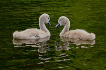 Two cute baby signets 