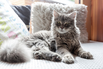 Long haired cat resting on sofa