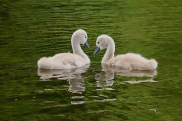 Baby signets refractions on lake 