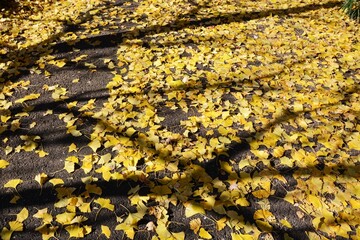 Autumn Backgrounds / Fallen Ginkgo Leaves.