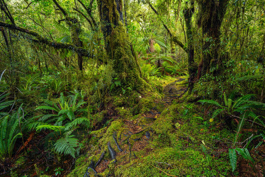 New Zealand, Southland, Lush green rainforest in?Tutoko?Valley