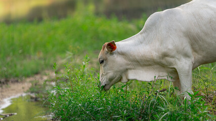 Fototapeta premium Cow In A Field