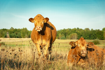 Brown two cows grazing in the meadow