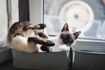 Lovely Siamese cat enjoy sun while lying in a box near the window in the house