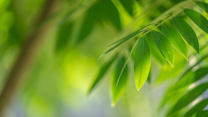 Obraz na płótnie Canvas Green Leaf Blurred Background
