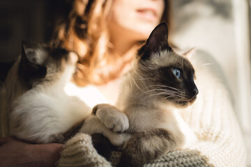 Attractive girl embracing her Siamese cats. Indoor portrait of cute woman playing with her two pets.